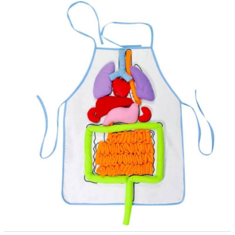 Human Body Organs Learning Apron โ photo 2