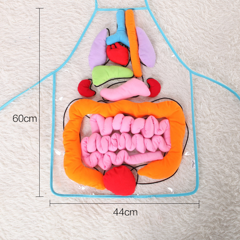 Human Body Organs Learning Apron