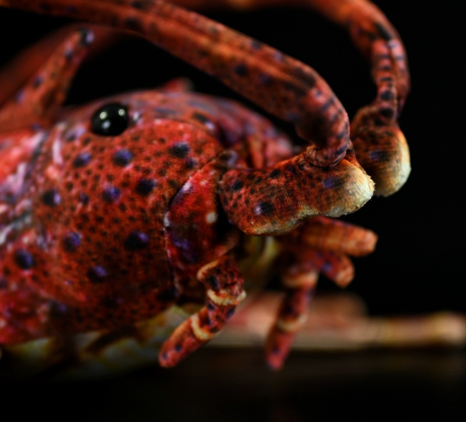 Realistic Spiny Lobster Plush โ photo 2