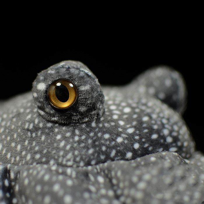Spotty Stingray Realistic Plush โ photo 4
