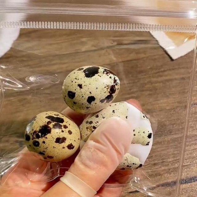 Squishy Quail Egg Splat Toy